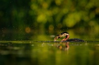 Potápka rudokrká - Podiceps grisegena - Red-necked Grebe 6210